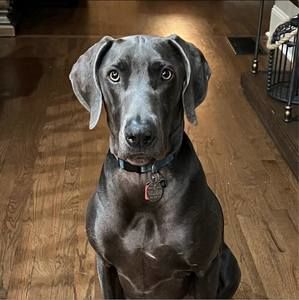 Meet your Posher, Claudia